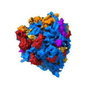 Structure of the Thermus thermophilus 70S ribosome in complex with mRNA, paromomycin, acylated A-site tRNA, deacylated P-site tRNA, and E-site tRNA.