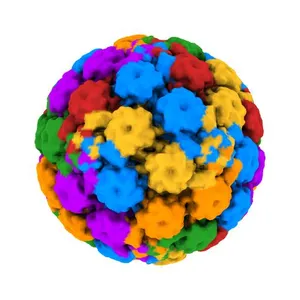 High-Resolution Structure Analysis of Antibody V5 and U4 Conformational Epitope on Human Papillomavirus 16