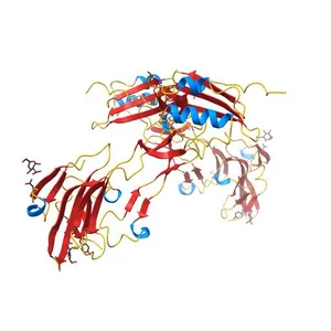 Ternary Complex of BMP-2 bound to BMPR-Ia-ECD and ActRII-ECD