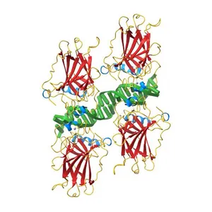 Crystal structure of the p53 core domain bound to a full consensus site as a self-assembled tetramer