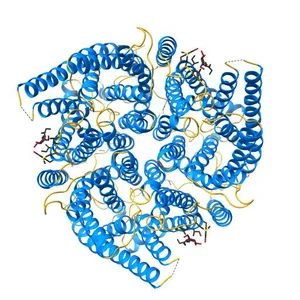 Crystal Structure of the Human Rhesus Glycoprotein RhCG