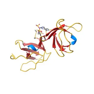 Crystal structure of human STAC2 Tandem SH3 Domains (296-411) in complex with a CaV1.1 II-III loop peptide