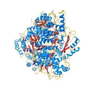 The First Structure of a Full-Length Mammalian Phenylalanine Hydroxylase Reveals the Architecture of an Auto-inhibited Tetramer