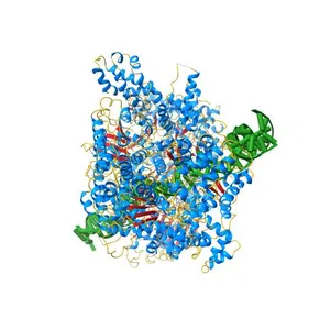 Saccharomyces Cerevisiae Origin Recognition Complex Bound to a 72-bp Origin DNA containing ACS and B1 element