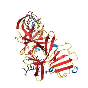 X-ray Structure at 1.75 A Resolution of a Norovirus Protease Linked to an Active Site Directed Peptide Inhibitor