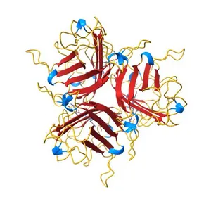 HUMAN ADENOVIRUS SEROTYPE 2 FIBRE HEAD