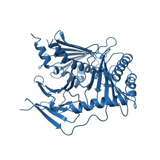 Crystal structure of the murine cytomegalovirus MHC-I homolog m152 with ligand RAE-1 gamma — Фото 6 из 13