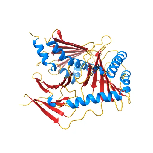 Crystal structure of the murine cytomegalovirus MHC-I homolog m152 with ligand RAE-1 gamma — Фото 7 из 13