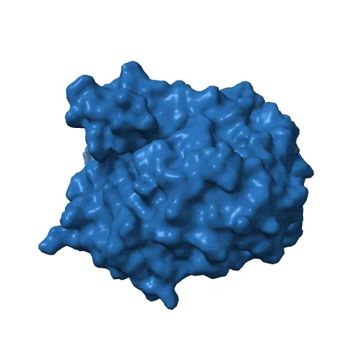 Crystal structure of the murine cytomegalovirus MHC-I homolog m152 with ligand RAE-1 gamma — Фото 9 из 13