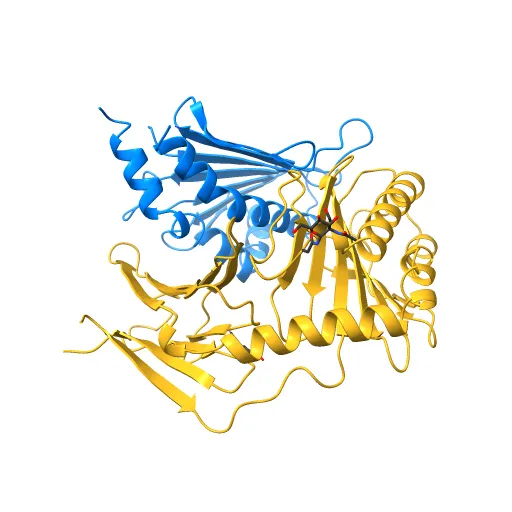 Crystal structure of the murine cytomegalovirus MHC-I homolog m152 with ligand RAE-1 gamma — Фото 10 из 13