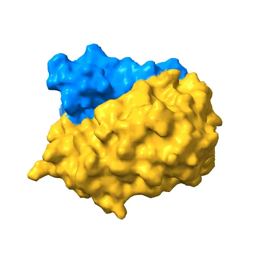 Crystal structure of the murine cytomegalovirus MHC-I homolog m152 with ligand RAE-1 gamma — Фото 11 из 13