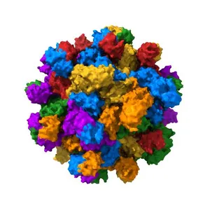 Crystal structure of the Hepatitis E Virus-like Particle