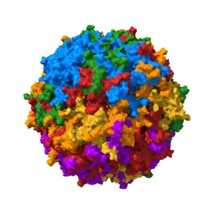 Human bocavirus 3