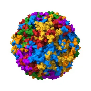 The structure of B19 parvovirus capsid