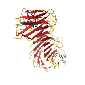 X-RAY CRYSTAL STRUCTURE OF HUMAN GALECTIN-1
