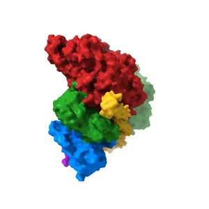 Structure of the Actin-Tropomyosin-Myosin Complex (rigor ATM 2)