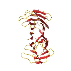 Sugar binding protein - human galectin-2