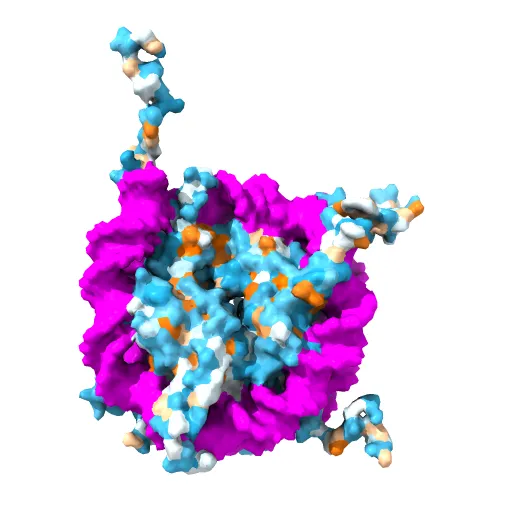 X-Ray Structure of the Nucleosome Core Particle, NCP147, at 1.9 A Resolution — Image 2 of 13