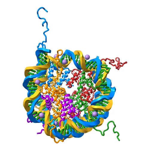 X-Ray Structure of the Nucleosome Core Particle, NCP147, at 1.9 A Resolution — Image 4 of 13