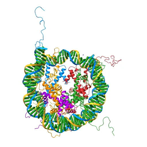 X-Ray Structure of the Nucleosome Core Particle, NCP147, at 1.9 A Resolution — Image 9 of 13