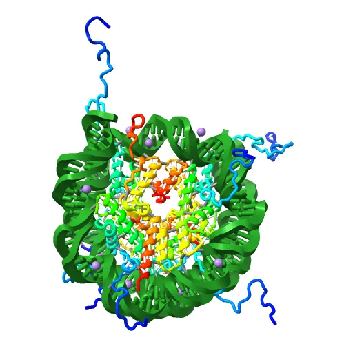 X-Ray Structure of the Nucleosome Core Particle, NCP147, at 1.9 A Resolution — Image 11 of 13