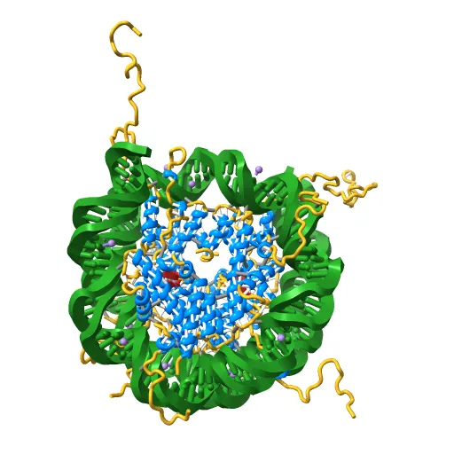 X-Ray Structure of the Nucleosome Core Particle, NCP147, at 1.9 A Resolution — Image 12 of 13