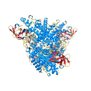 Crystal structure of isobutyryl-CoA dehydrogenase complexed with substrate/ligand.