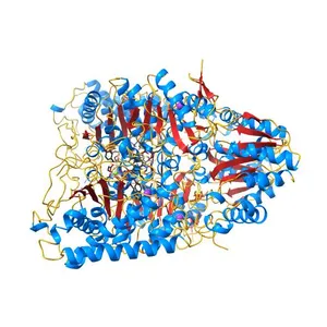 HUMAN BRANCHED-CHAIN ALPHA-KETO ACID DEHYDROGENASE
