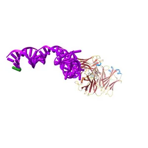 Crystal structure of an RNA aptamer in complex with fluorophore and Fab