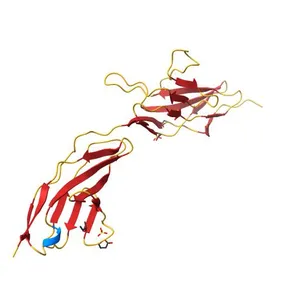 First and second Ig domains from human Robo1 (Form 2)