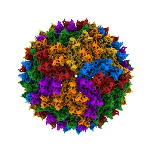 Cryo-EM structure of Dengue virus serotype 2 in complex with antigen-binding fragments of human antibody 2D22
