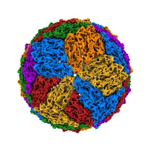 Dengue 1 cryo-EM reconstruction