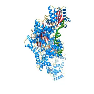 Replication initiator DnaA bound to AMPPCP and single-stranded DNA