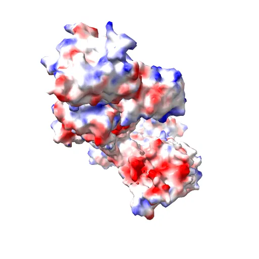 Crystal structure of the SR Ca2+-ATPase in the absence of Ca2+ — Фото 10 из 13