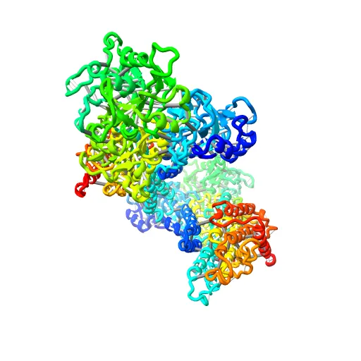 Crystal structure of the SR Ca2+-ATPase in the absence of Ca2+ — Фото 13 из 13