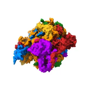 Structure of the Nop53 pre-60S particle bound to the exosome nuclear cofactors