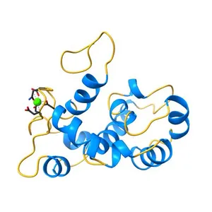 NMR structure of calcium-loaded STIM1 EF-SAM