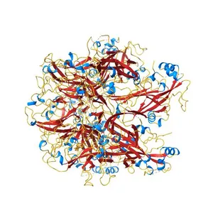 Crystal structure of HPV58/33/52 chimeric L1 pentamer