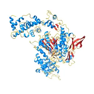 SMOOTH MUSCLE MYOSIN MOTOR DOMAIN-ESSENTIAL LIGHT CHAIN COMPLEX WITH MGADP.ALF4 BOUND AT THE ACTIVE SITE