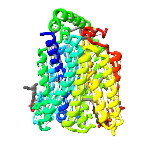 The structure of the MFS (major facilitator superfamily) proton:xylose symporter XylE bound to D-glucose — Image 3 of 12