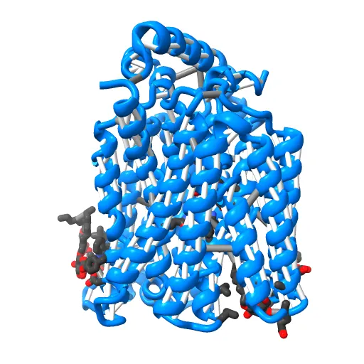 The structure of the MFS (major facilitator superfamily) proton:xylose symporter XylE bound to D-glucose — Image 5 of 12