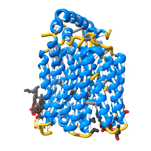 The structure of the MFS (major facilitator superfamily) proton:xylose symporter XylE bound to D-glucose — Image 8 of 12