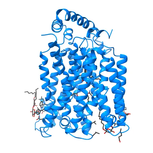 The structure of the MFS (major facilitator superfamily) proton:xylose symporter XylE bound to D-glucose — Image 9 of 12