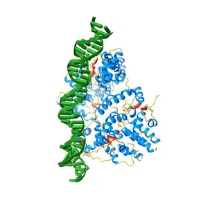 Structure of FitAB bound to IR36 DNA fragment