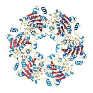 Crystal structure of predicted phosphate starvation-induced ATPase PhoH2 from Corynebacterium glutamicum