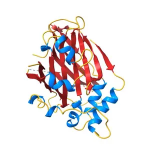 Crystal structure of human YAP and TEAD complex