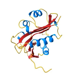 MELATONIN BIOSYNTHESIS: THE STRUCTURE OF SEROTONIN N-ACETYLTRANSFERASE AT 2.5 A RESOLUTION SUGGESTS A CATALYTIC MECHANISM