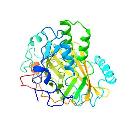 Crystal structure of a luciferase domain from the dinoflagellate Lingulodinium polyedrum — Фото 12 из 12