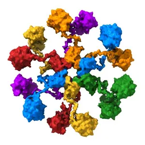 Pseudo-atomic model of the CaMKIIa holoenzyme.