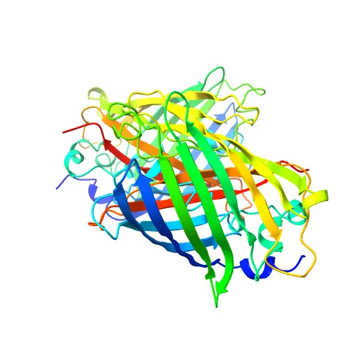 STRUCTURE OF GREEN FLUORESCENT PROTEIN — Image 10 of 13